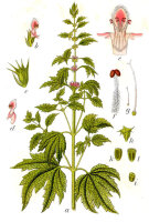 Echtes Herzgespann (Leonurus cardiaca), Pflanze