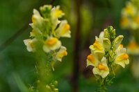 Echtes Leinkraut (Linaria vulgaris), Pflanze