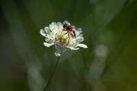 Gelbe Skabiose (Scabiosa ochroleuca) Pflanze
