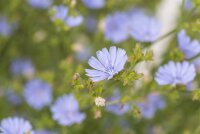Gemeine Wegwarte (Cichorium intybus), Pflanze