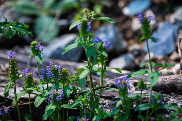 kleine Braunelle (Prunella vulgaris), Pflanze