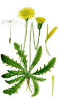 Gewöhnl. Ferkelkraut (Hypochaeris radicata), Pflanze