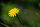 Gewöhnl. Ferkelkraut (Hypochaeris radicata), Pflanze