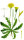 Gewöhnl. Ferkelkraut (Hypochaeris radicata), Pflanze