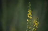 Gewöhnl. Odermennig (Agrimonia eupatoria), Pflanze