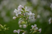 Gewöhnl. Seifenkraut (Saponaria officinalis), Pflanze