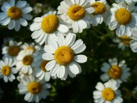 Mutterkraut (Tanacetum parthenium), Pflanze