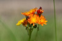 Orangerotes Habichtskraut (Hieracium aurantiacum), Pflanze
