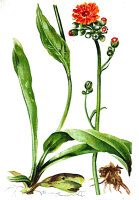 Orangerotes Habichtskraut (Hieracium aurantiacum), Pflanze