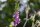 Roter Fingerhut (Digitalis purpurea), Pflanze