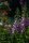 Roter Fingerhut (Digitalis purpurea), Pflanze
