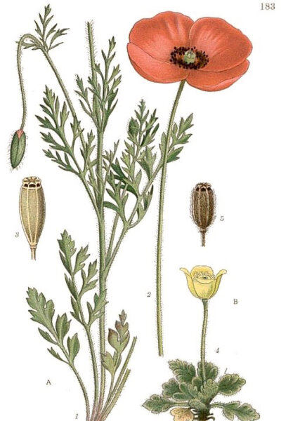 Saatmohn (Papaver dubium), Samen