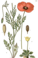 Saatmohn (Papaver dubium), Samen