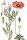 Saatmohn (Papaver dubium), Samen