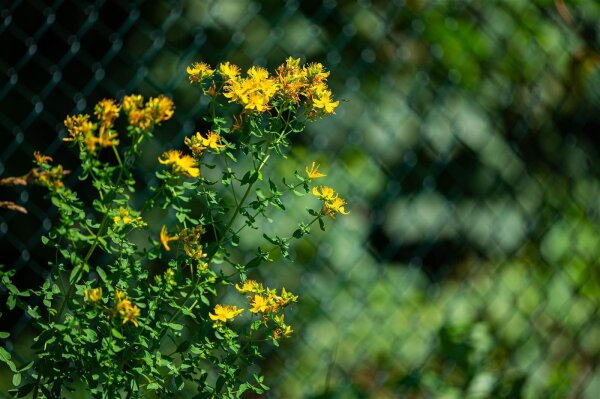 Tüpfel-Johanniskraut (Hypericum perforatum), Pflanze