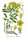 Tüpfel-Johanniskraut (Hypericum perforatum), Pflanze