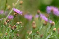 Wiesen-Flockenblume (Centaurea jacea), Pflanze