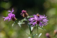 Wiesen-Flockenblume (Centaurea jacea), Pflanze