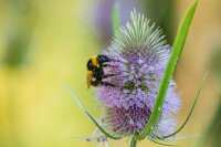 Wilde Karde (Dipsacus fullonum) (Pflanze)