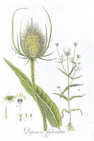 Wilde Karde (Dipsacus fullonum) Samen