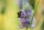 Wilde Karde (Dipsacus fullonum) Samen