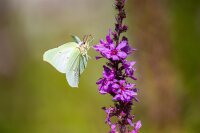 Blutweiderich (Lythrum salicaria) Samen