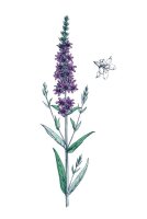 Blutweiderich (Lythrum salicaria) Samen