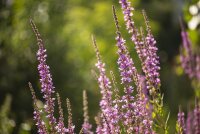 Blutweiderich (Lythrum salicaria) Samen