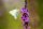 Blutweiderich (Lythrum salicaria) Samen