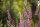 Blutweiderich (Lythrum salicaria) Samen