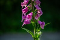 Roter Fingerhut (gemischt) (Digitalis purpurea) Samen