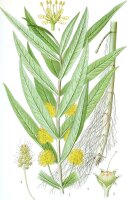 Strauß-Gilbweiderich (Lysimachia thyrsiflora), Pflanze