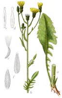 Wiesen-Pippau (Crepis biennis) Samen