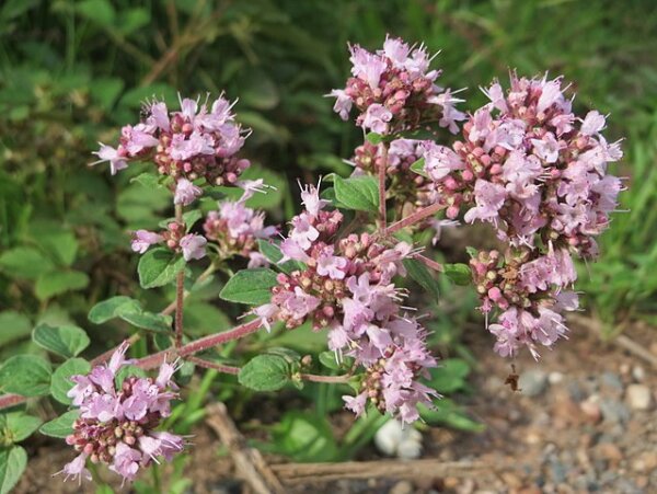 Echter Dost (Origanum vulgare), Samen