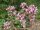 Echter Dost (Origanum vulgare), Samen