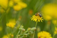 kleinblütiger Pippau (Crepis capillaris), Samen