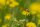 kleinblütiger Pippau (Crepis capillaris), Samen