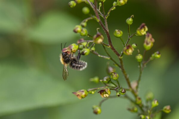 Knotige Braunwurz (Scrophularia nodosa) Samen