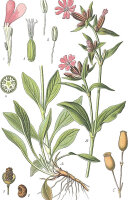 rote Lichtnelke (Silene dioica) Samen