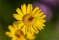 Färberkamille (Anthemis tinctoria) Samen