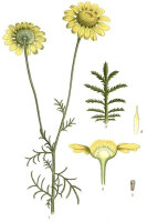 Färberkamille (Anthemis tinctoria) Samen