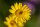 Färberkamille (Anthemis tinctoria) Samen