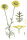 Färberkamille (Anthemis tinctoria) Samen