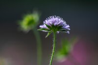 Wiesen-Witwenblume (Knautia arvensis) Samen