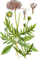 Wiesen-Witwenblume (Knautia arvensis) Samen