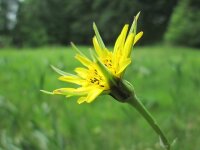 Wiesenbocksbart (Tragopogon pratensis) Samen