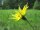 Wiesenbocksbart (Tragopogon pratensis) Samen