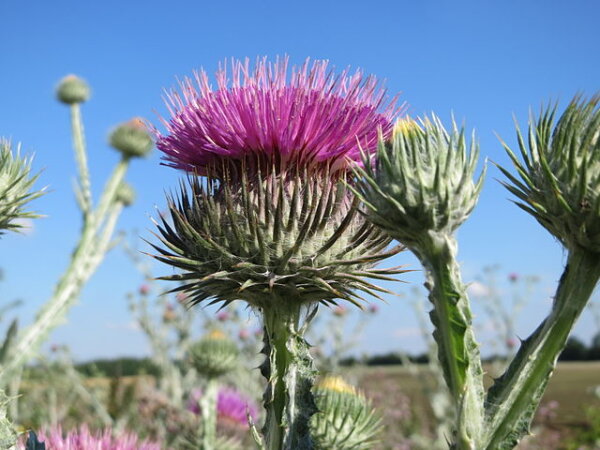 Gewöhnl. Eselsdistel (Onopordum acanthium) Samen