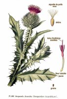 Gewöhnl. Eselsdistel (Onopordum acanthium) Samen