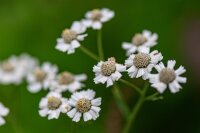 Sumpf-Schafgarbe (Achillea ptarmica) Samen